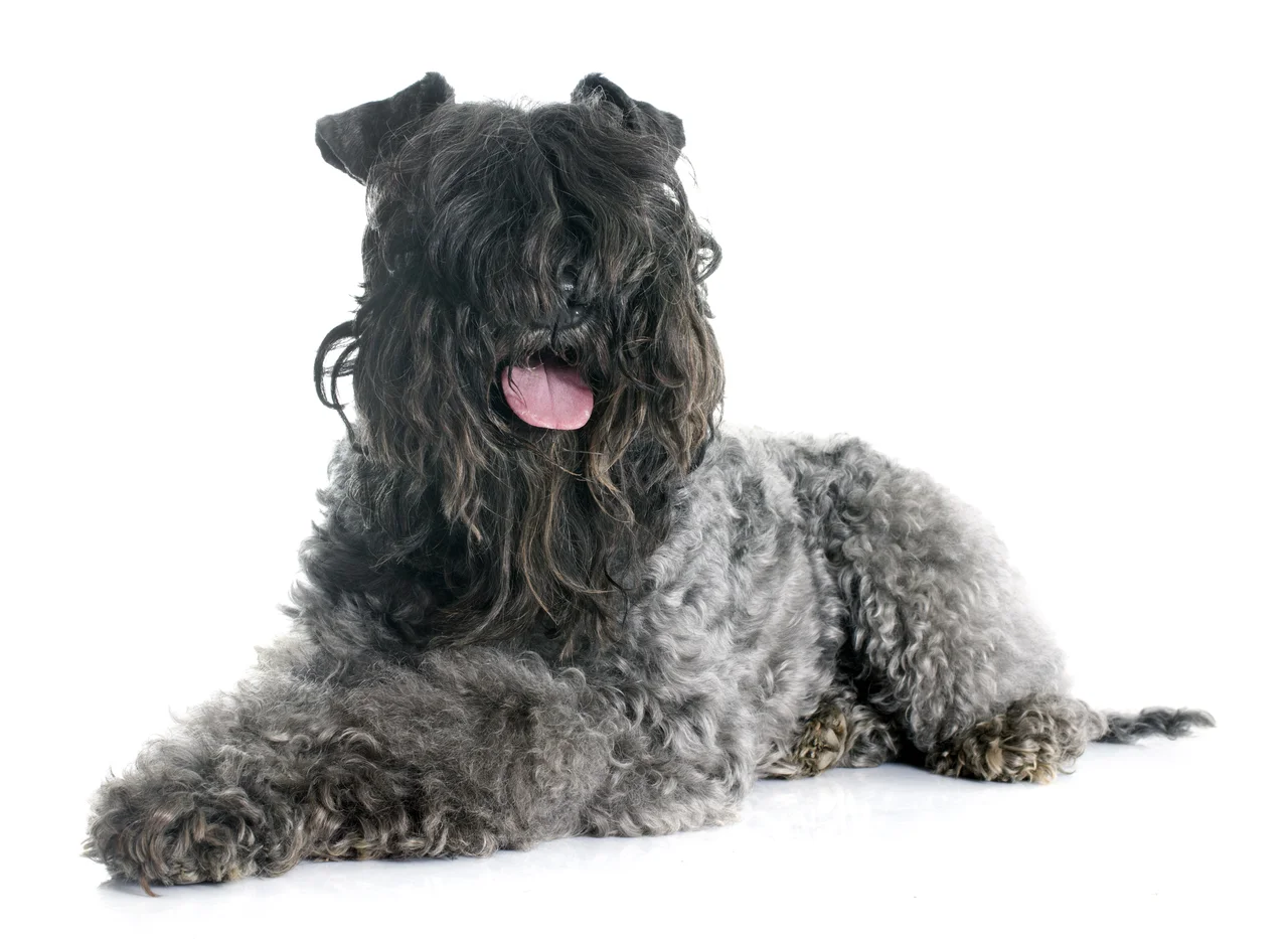 volwassen Kerry Blue Terrier