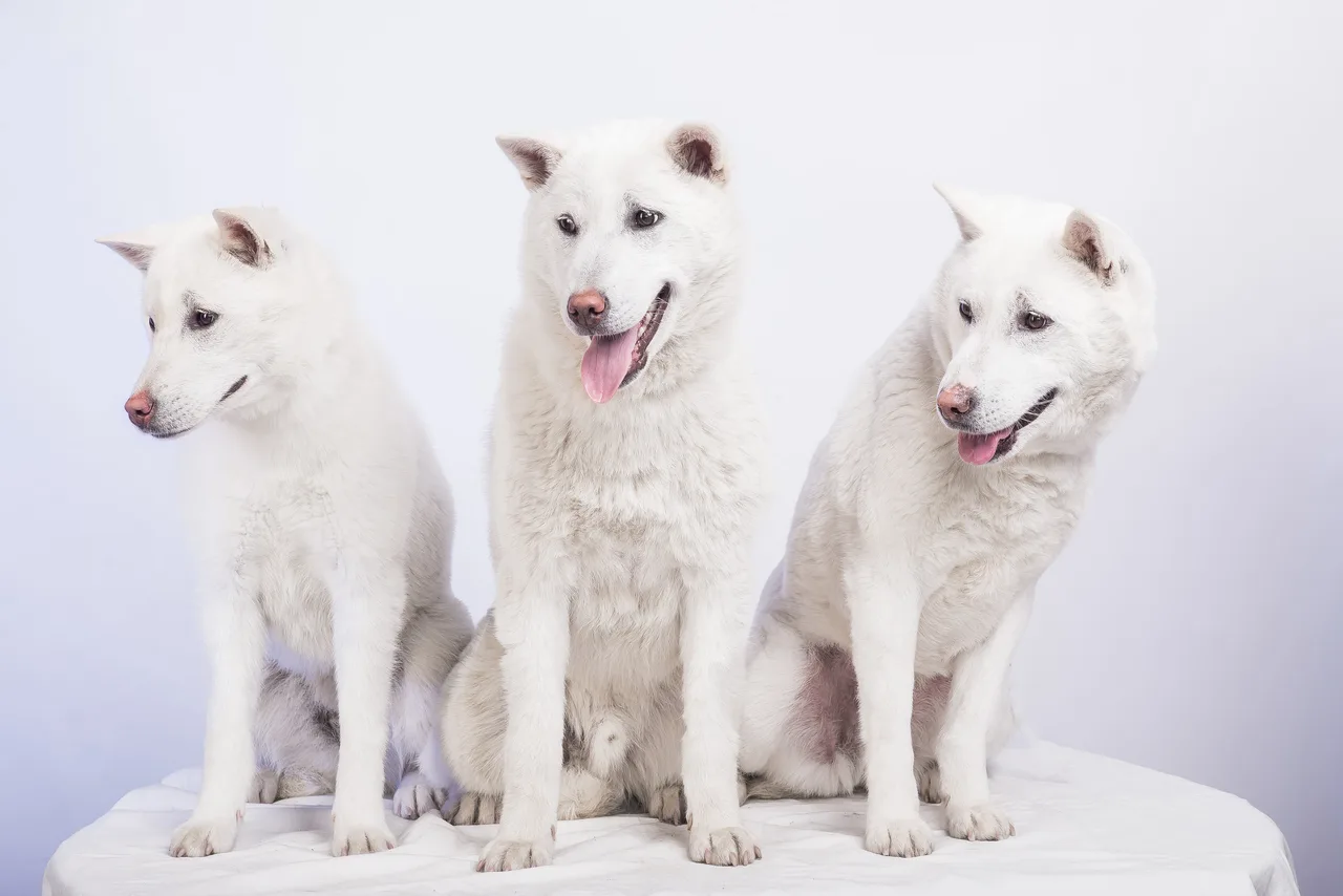 Kishu