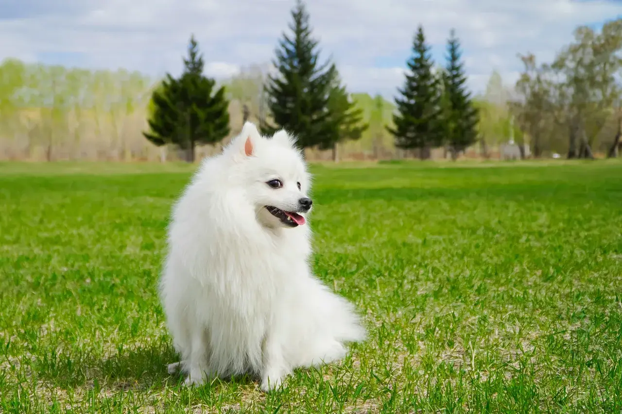 Kleine Spitz