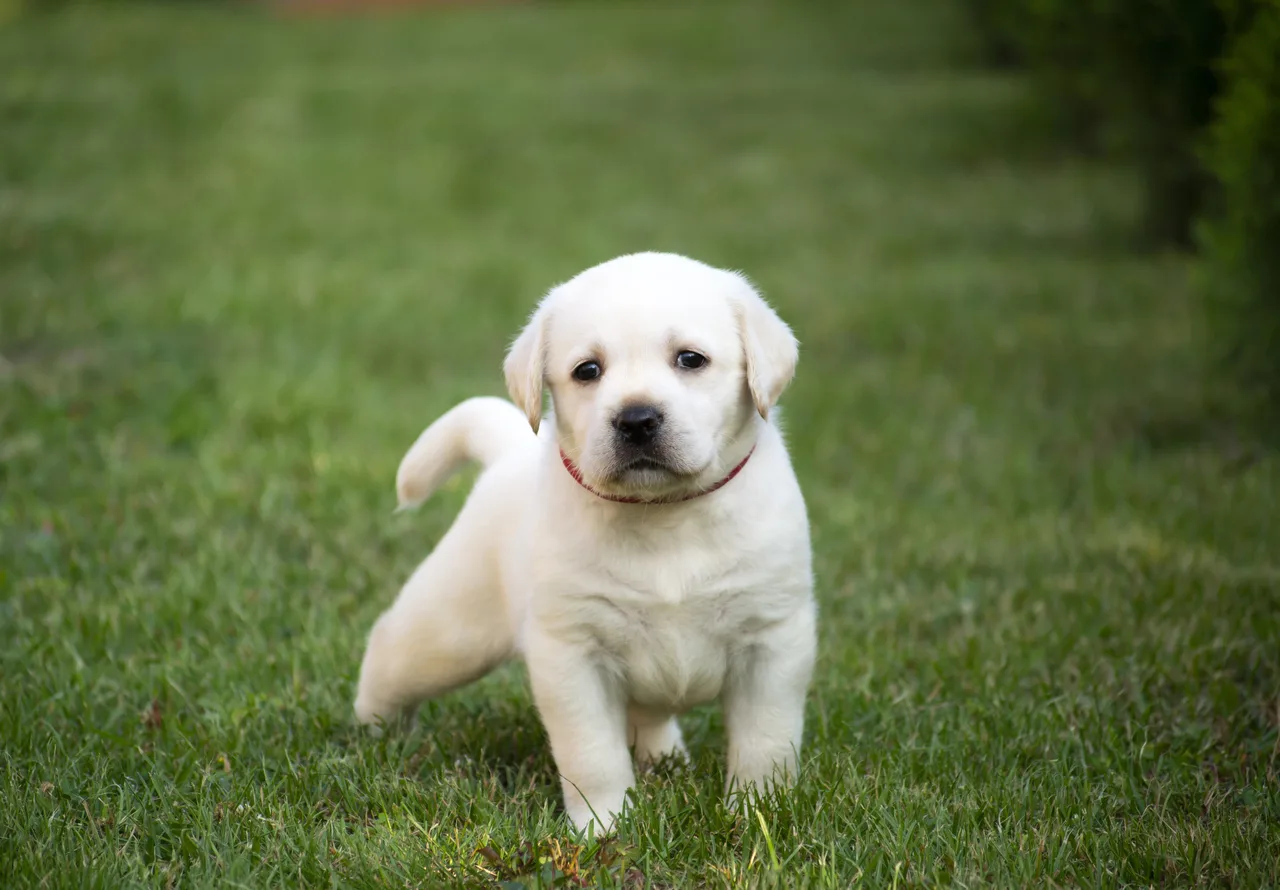 Labrador Retriever pup