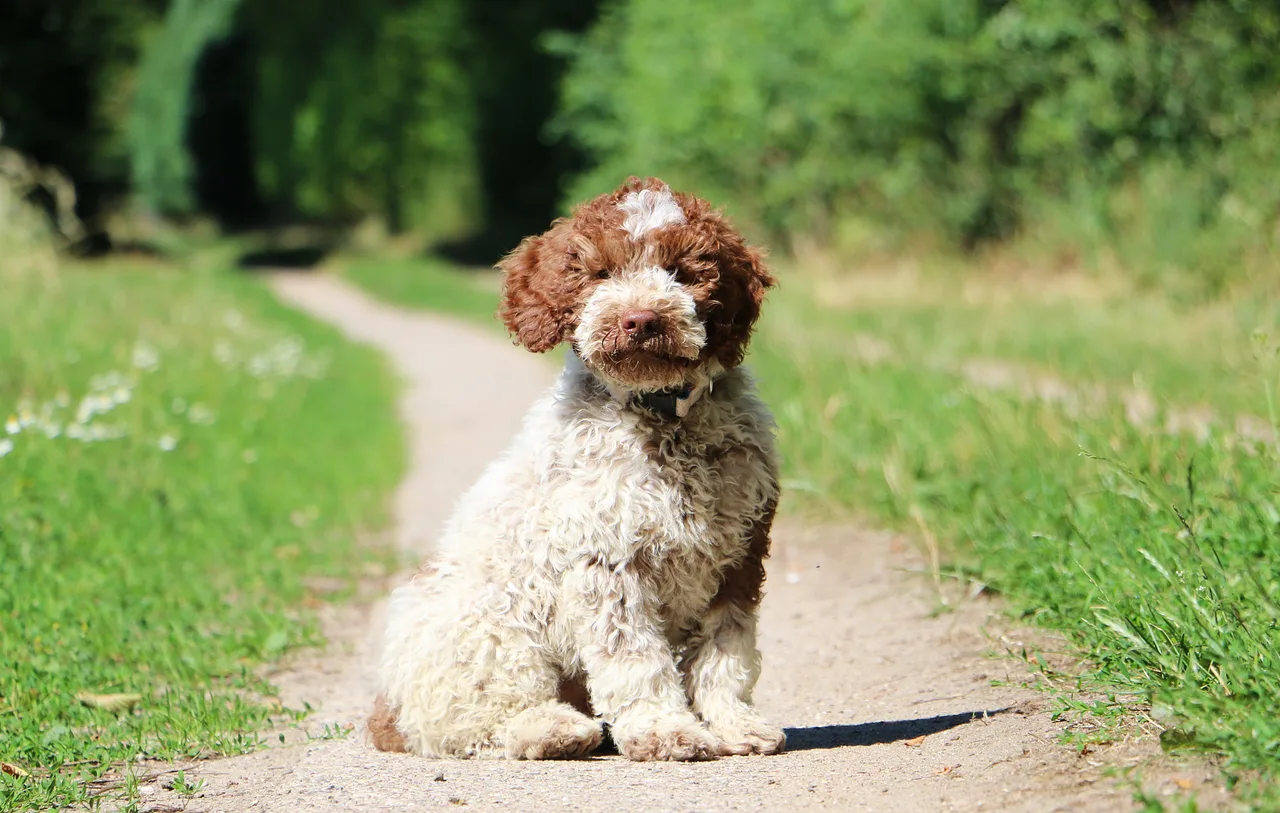 Lagotto Romagnolo