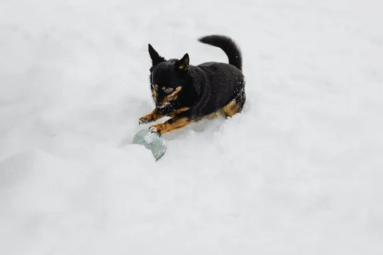 Lancashire Heeler