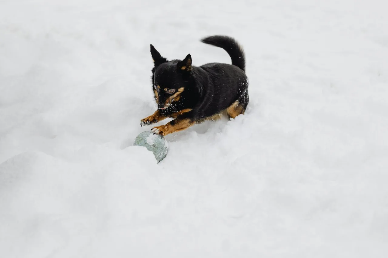 Lancashire Heeler