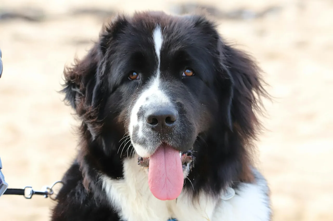 Landseer ECT