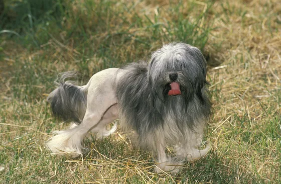Leeuwhondje