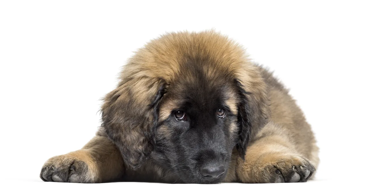 Leonberger