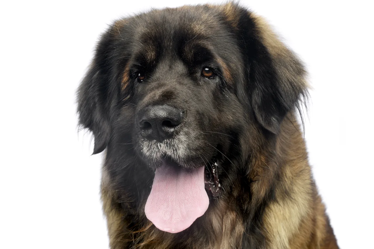 Leonberger