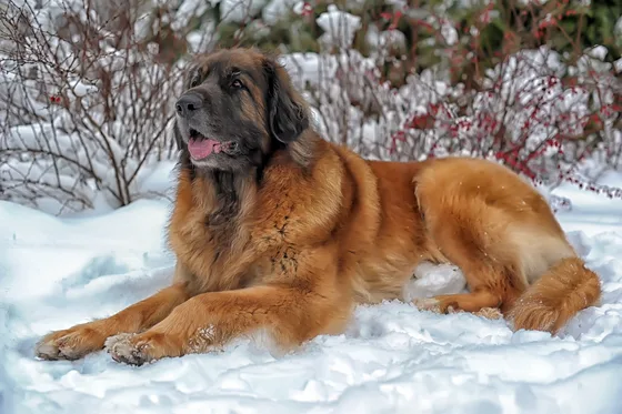 Leonberger
