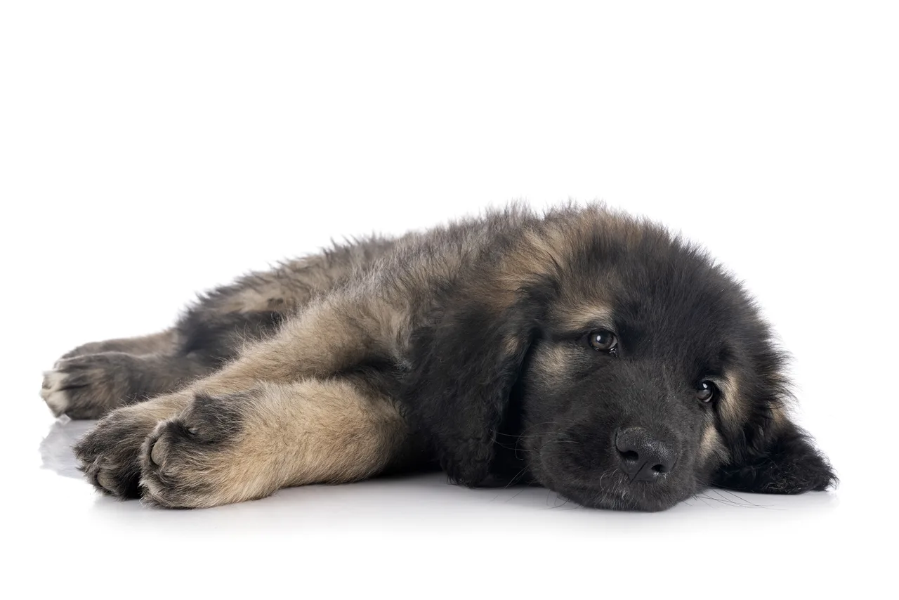 Leonberger