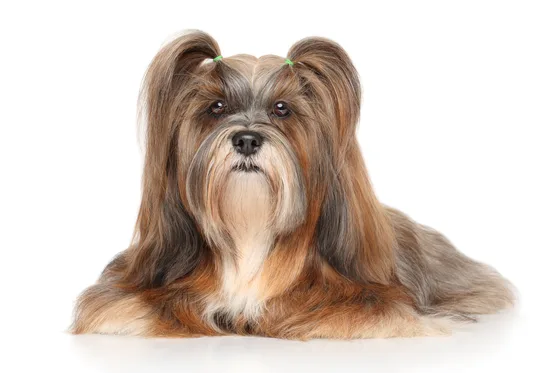 Lhasa Apso