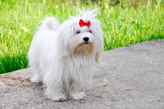 Maltezer