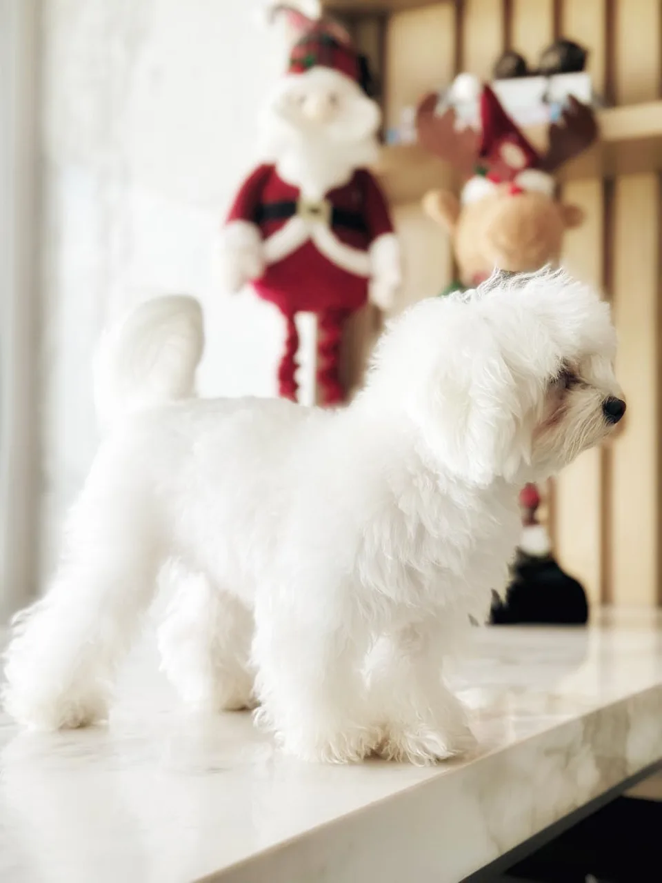 Maltezer