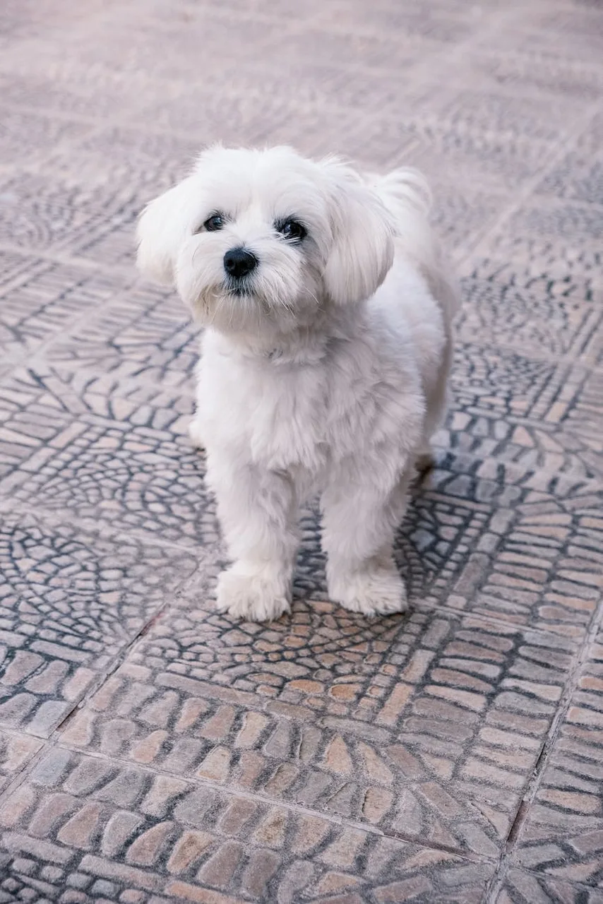 Maltezer
