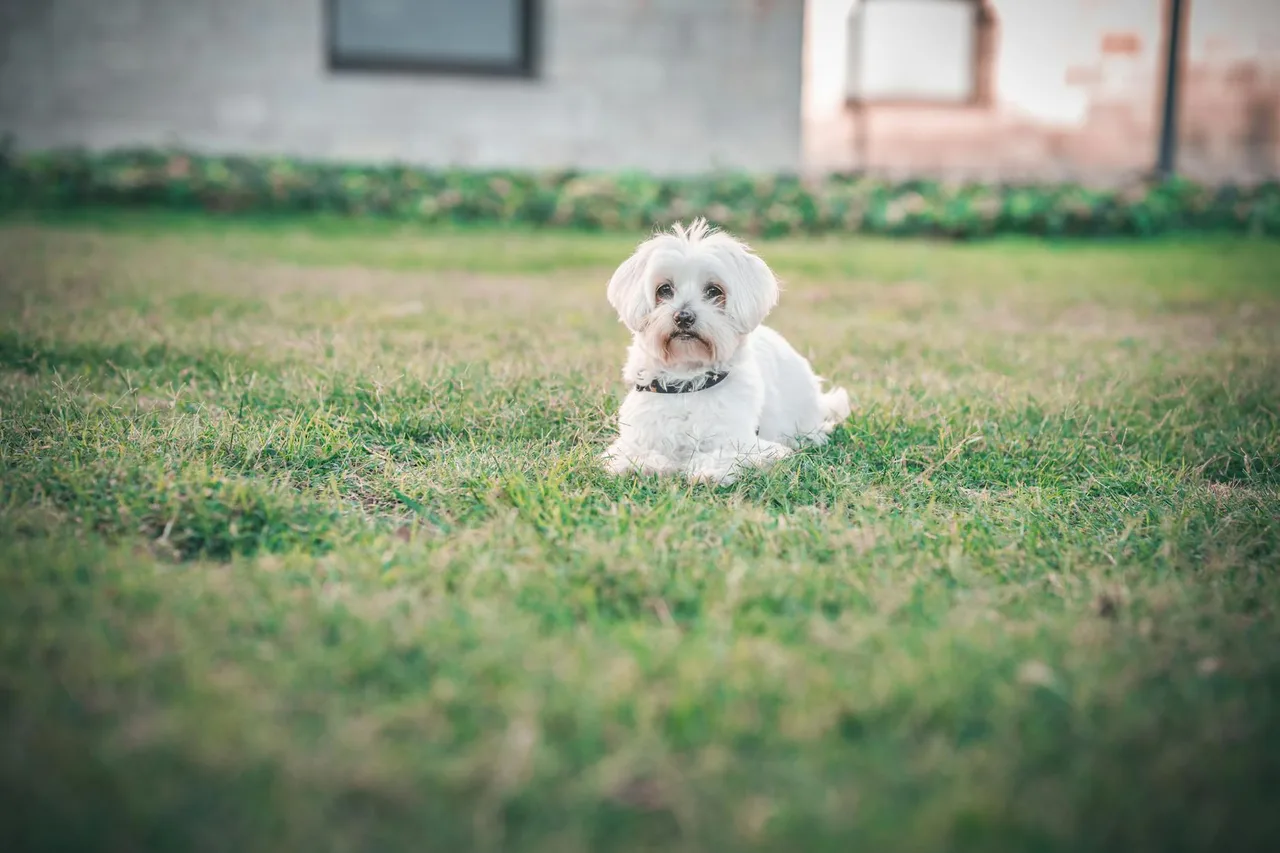 Maltezer