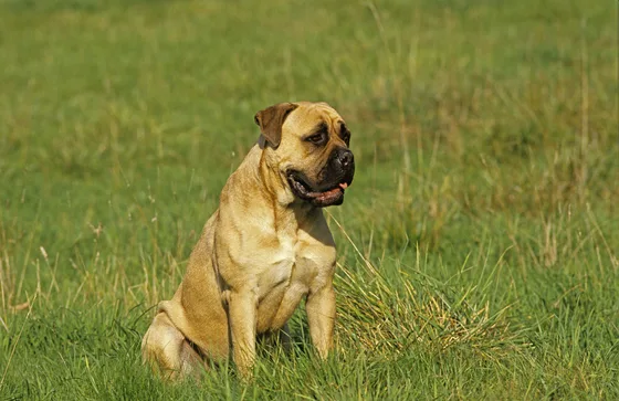 Mastiff