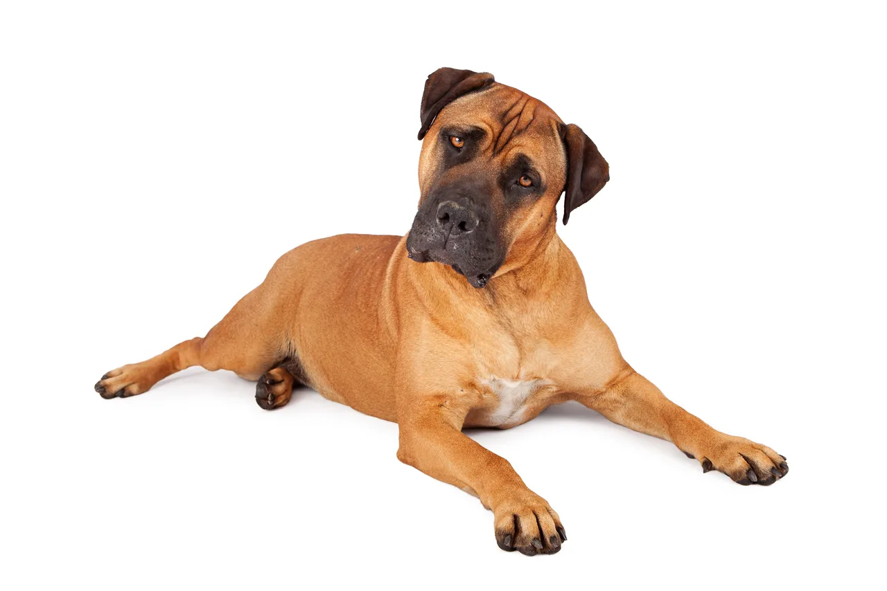 Mastiff