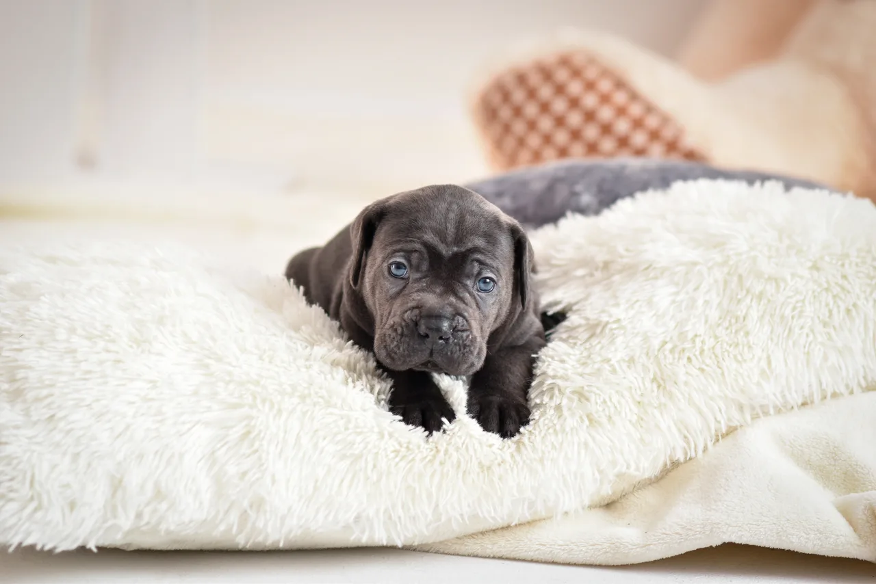 Mastino Napoletano