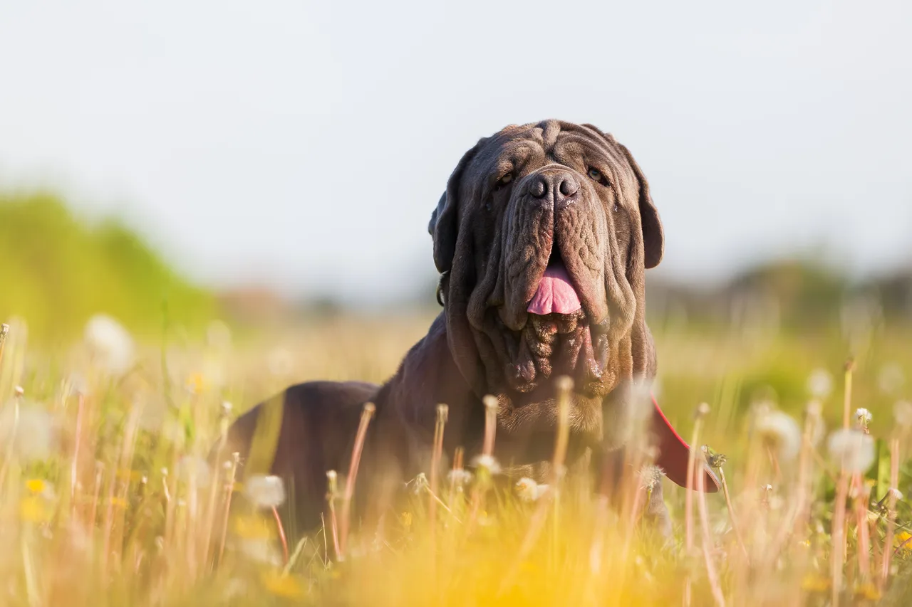 Mastino Napoletano
