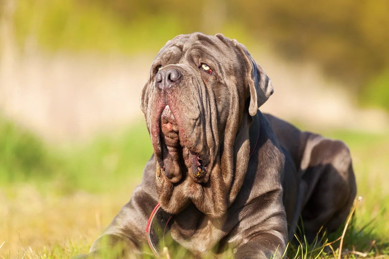 Mastino Napoletano