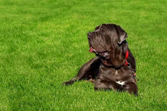 Mastino Napoletano
