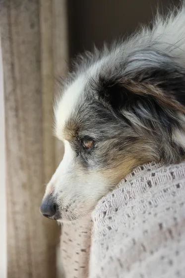 Miniature American Shepherd