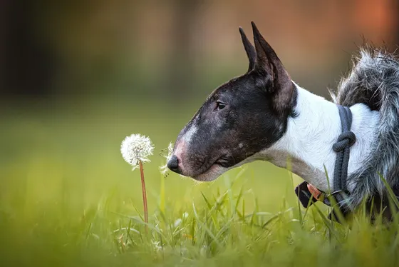 Miniatuur Bull Terrier