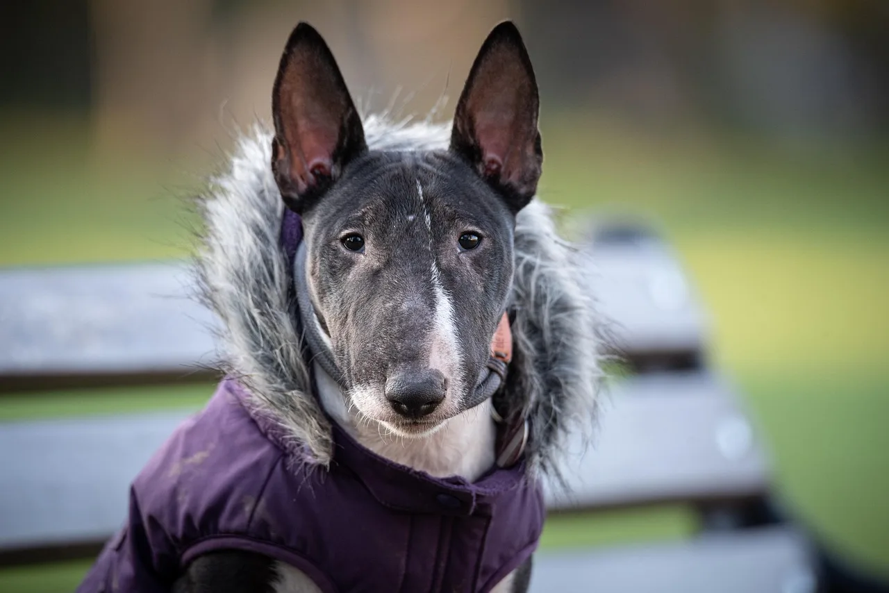 Miniatuur Bull Terrier