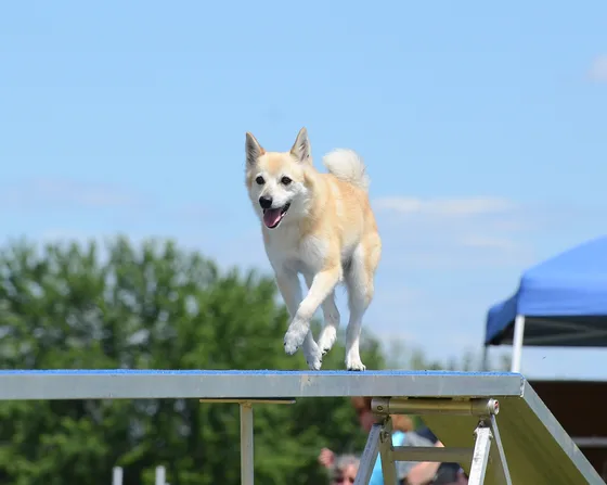 Noorse Buhund