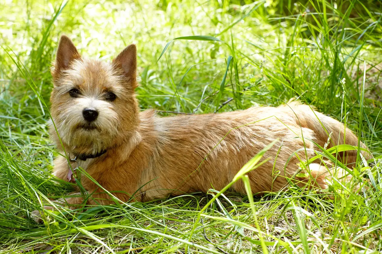 Norwich Terrier