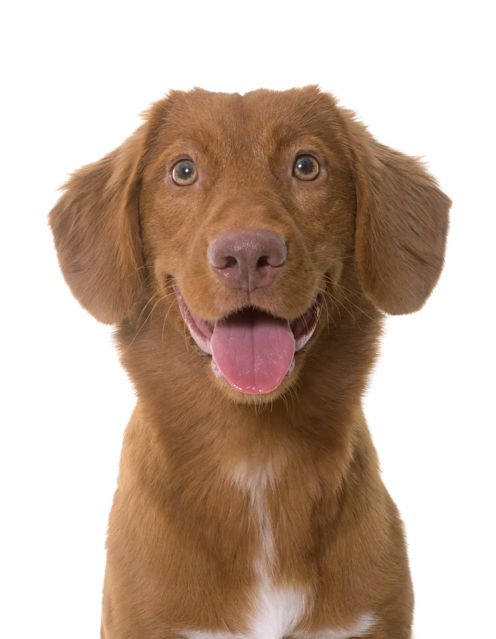 Nova Scotia Duck Tolling Retriever