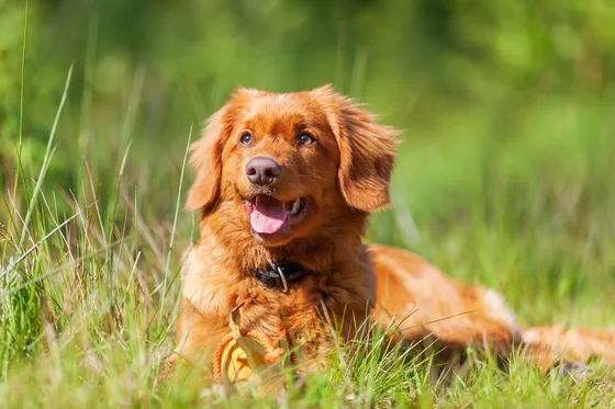 Nova Scotia Duck Tolling Retriever