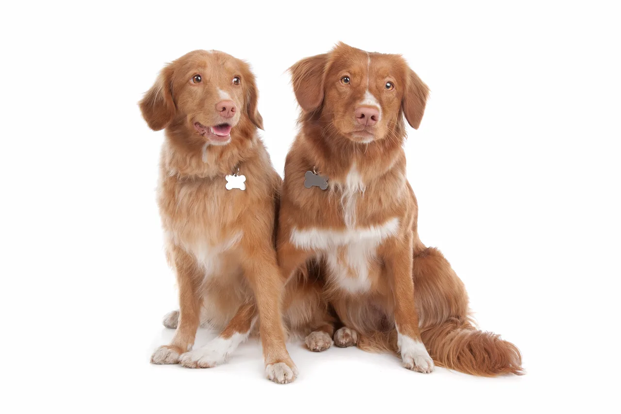 Nova Scotia Duck Tolling Retriever