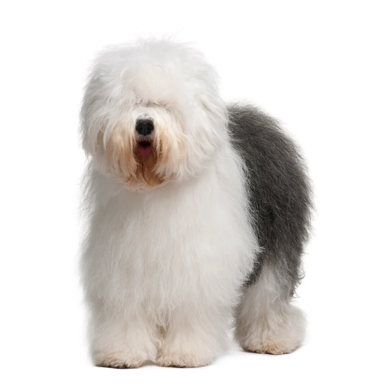 Old English Sheepdog pup
