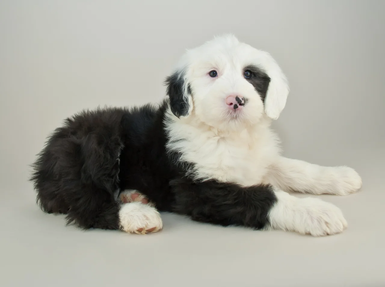 Old English Sheepdog