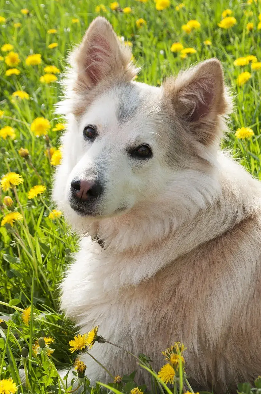 Oost-Siberische Laika