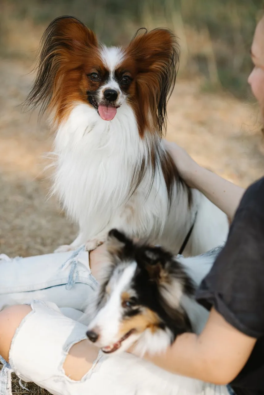 Papillon