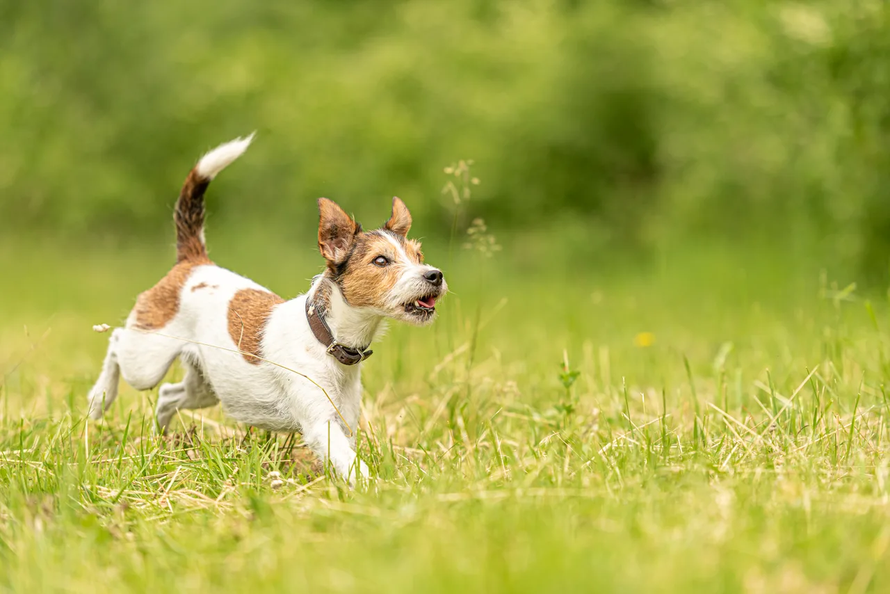 Parson Russell Terrier