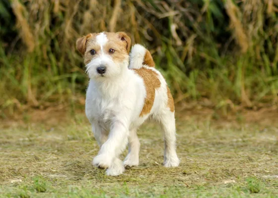 Parson Russell Terrier