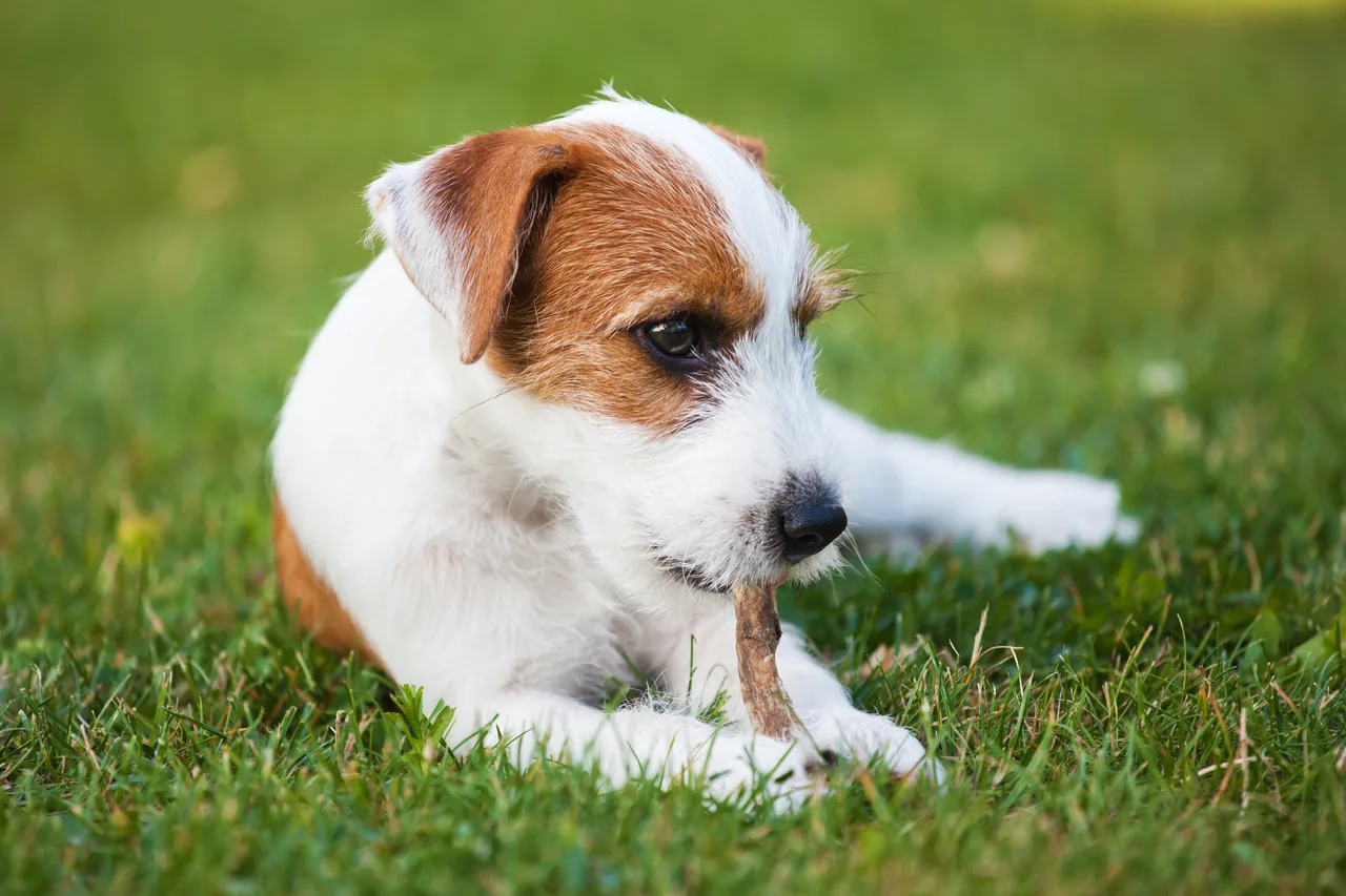 Parson Russell Terrier