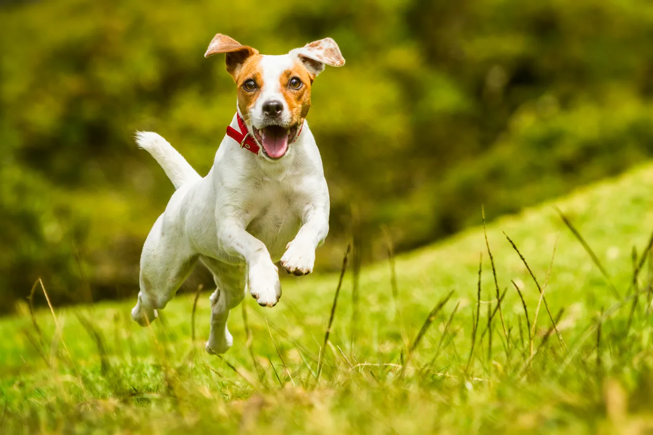 Parson Russell Terrier