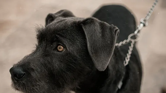 Patterdale Terrier