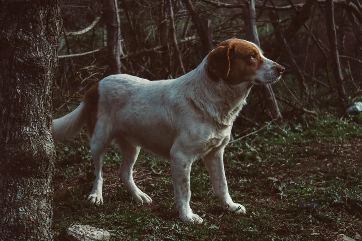 Perdiguero de Burgos, bruin-witte staande jachthond, in het bos