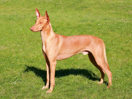 Pharaohond