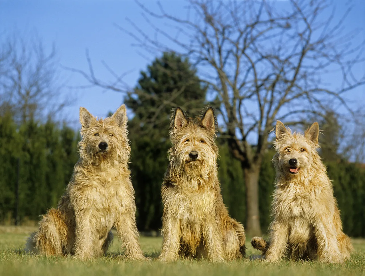 Picardische Herdershond
