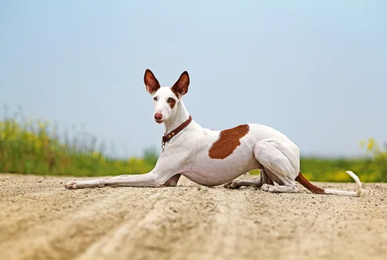 Podenco Ibicenco