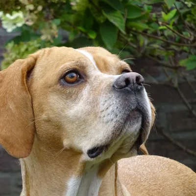 Portugese Pointer in point-houding in een veld