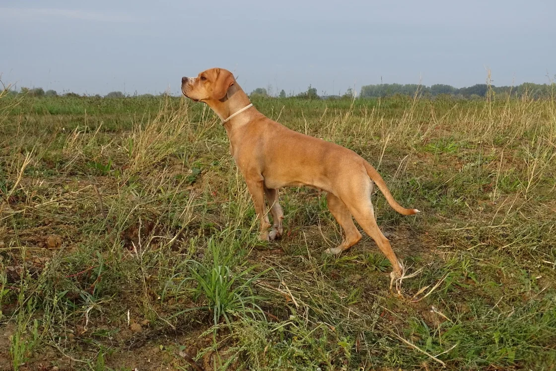 Portugese Pointer in point-houding in een veld