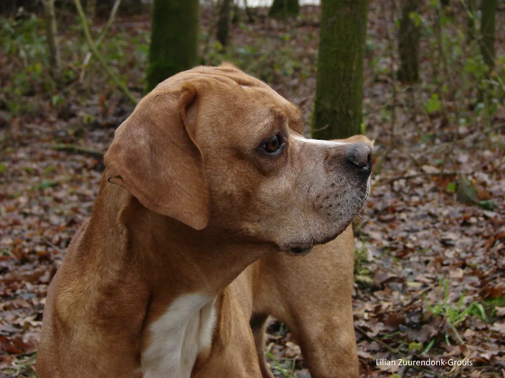 Portugese Pointer in profiel