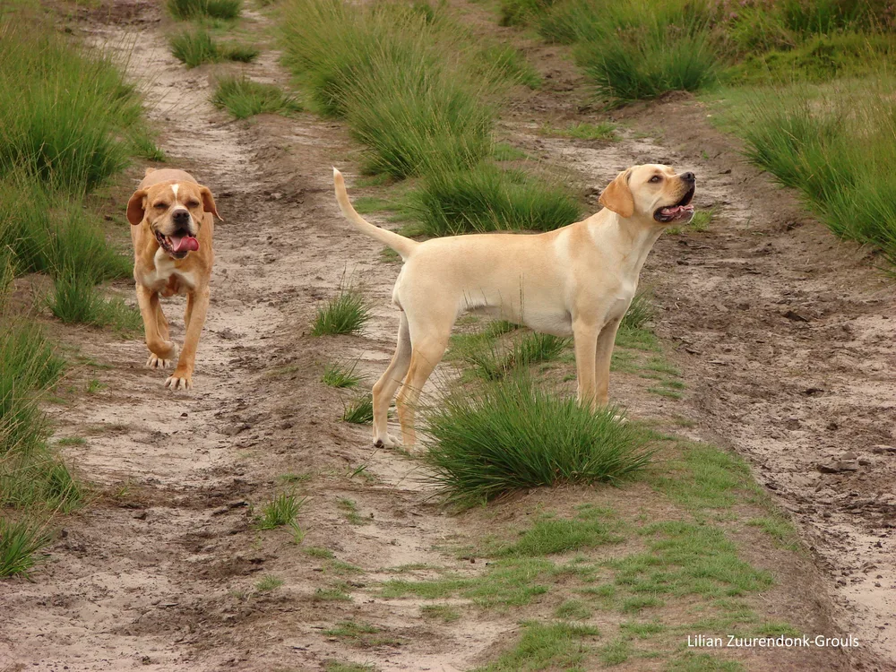 Twee Portugese Pointers in een duinlandschap