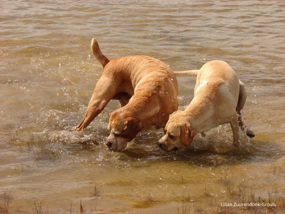 Twee Portugese Pointers spelen in het water
